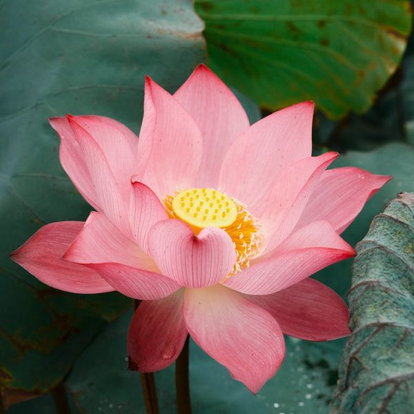 Symbol of a lotus flower glowing with energy